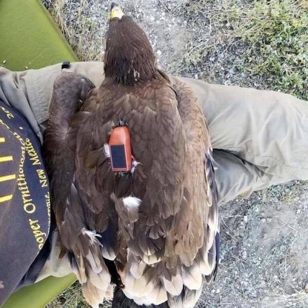 العثور على نسر في السعودية وعلى ظهره جهاز تتبع منذ 20 عاما روافد الأردن الإخباري