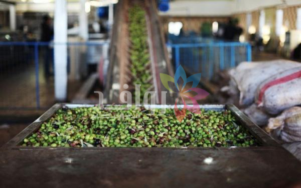 أزمة زيت الزيتون .. متخصصون يدعون لخطة استباقية للموسم المقبل