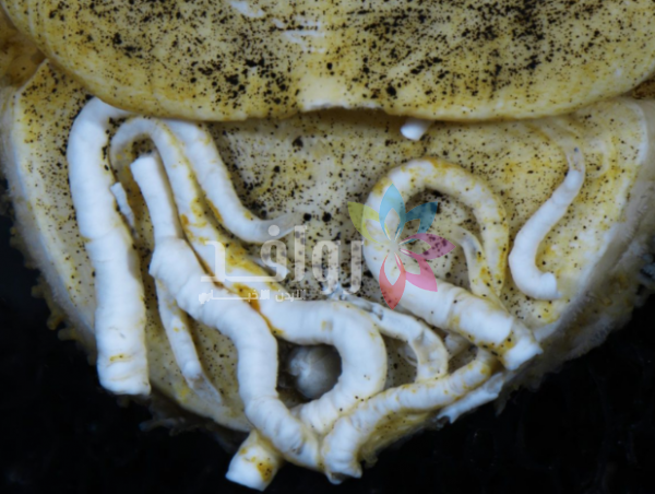 مستخدمو الإنترنت يطلقون اسماً جديداً على كائن بحري مكتشف حديثاً