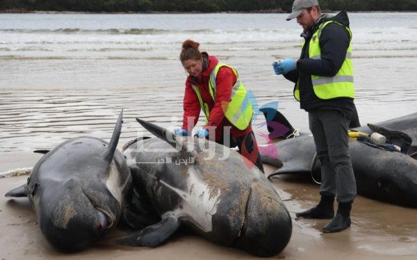 نفوق جماعي لـ55 من الحيتان الطيارة بسبب «ولائها» لقطيعها