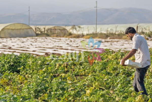 مزارعون في الكرك: الإرشاد الزراعي يعزز كفاءة الإنتاج