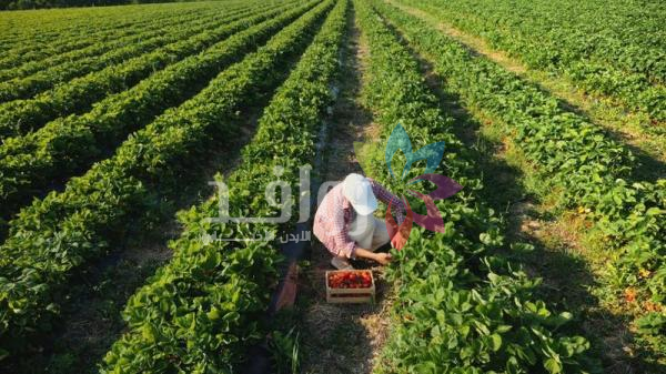 قروض حسنة لمشاريع زراعية للباحثين عن عمل تصل إلى 15 ألف دينار