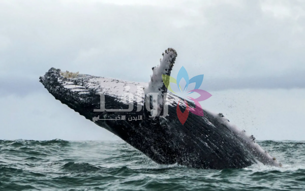 «أغنية» حوت عمرها 75 عاماً تكشف عن أسرار أصوات المحيطات