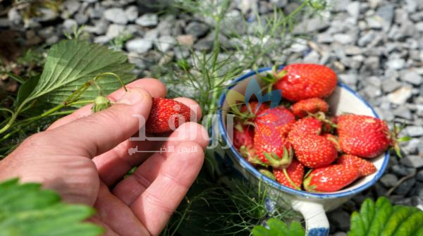 ارتفاع أسعار المنتجين الزراعيين 3.2 خلال شباط الماضي