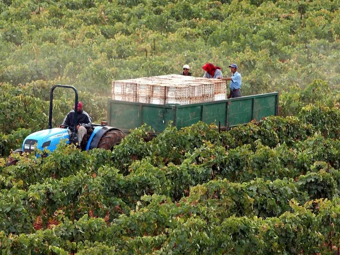 المغرب يتوقع قفزة في النمو الاقتصادي مدفوعة بالزراعة