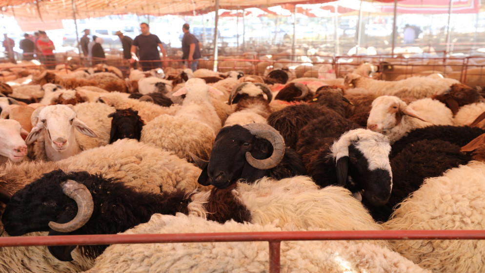 تجهيز 400 حظيرة اضحى في عمان استعدادا لعيد الاضحى