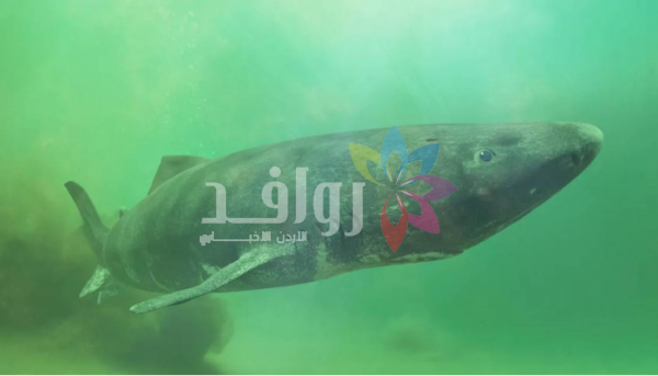 شبابه يبدأ بعد 170 سنة .. كائن يعيش 400 عام ويتحدى الشيخوخة