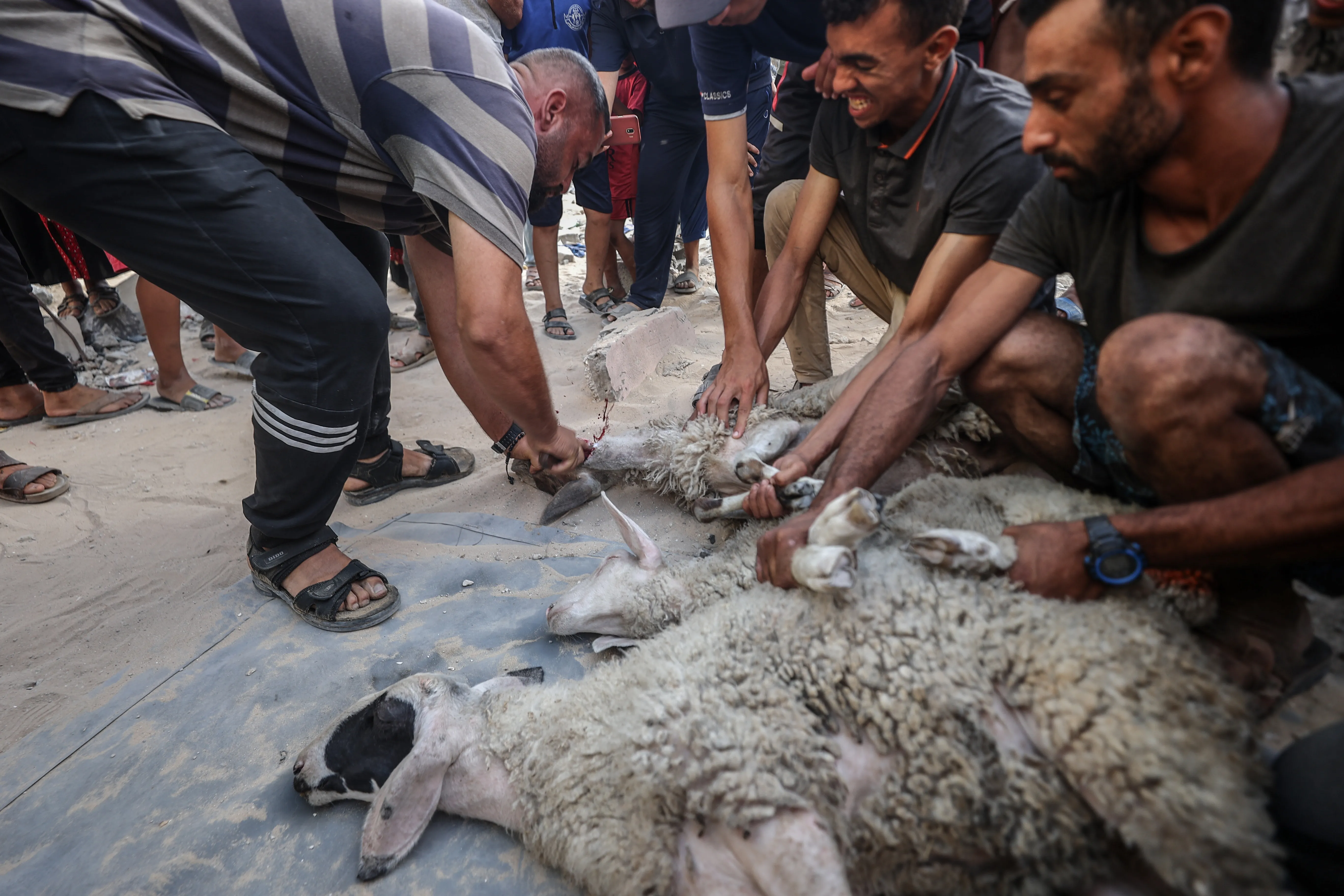 عيد الاضحى: تحذيرات من اخطاء الذبح الشائعة وإصاباتها المتزايدة