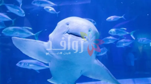 قرش توقع الفائز بمباراة كأس العالم الافتتاحية بين المغرب والبرازيل
