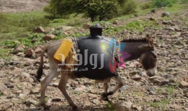 مواطنون يلجؤون لنقل المياه والأعلاف على الدواب في الكرك