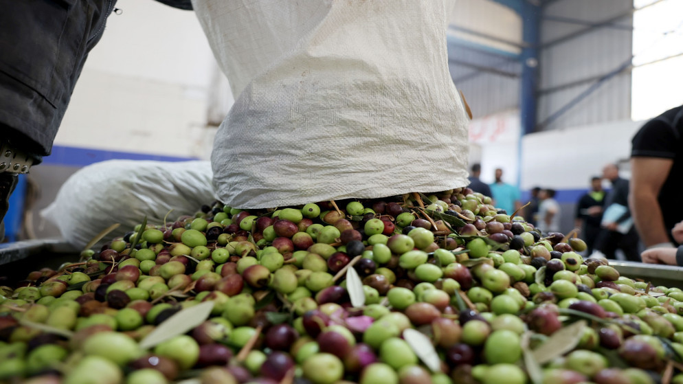 اسعار زيت الزيتون في الاردن ومؤشرات موسم انتاج وفير