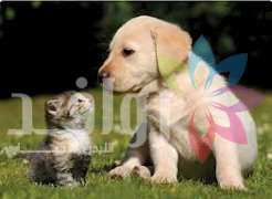 الزرقاء .. حكم قضائي بحق «سفاح القطط»